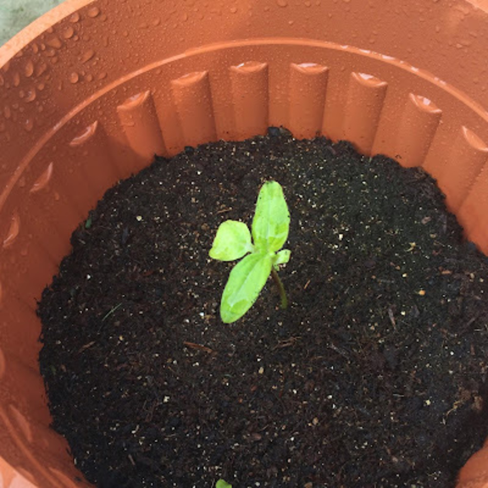 Meet your Posher, Jean